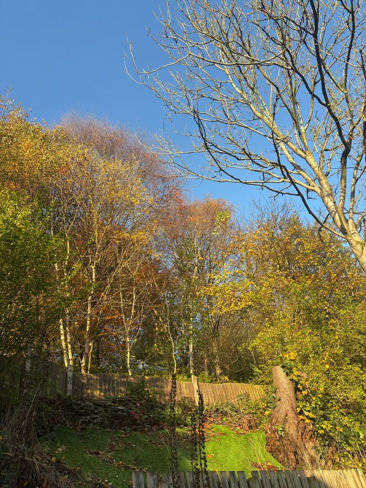 The blue skies and autumnal trees 