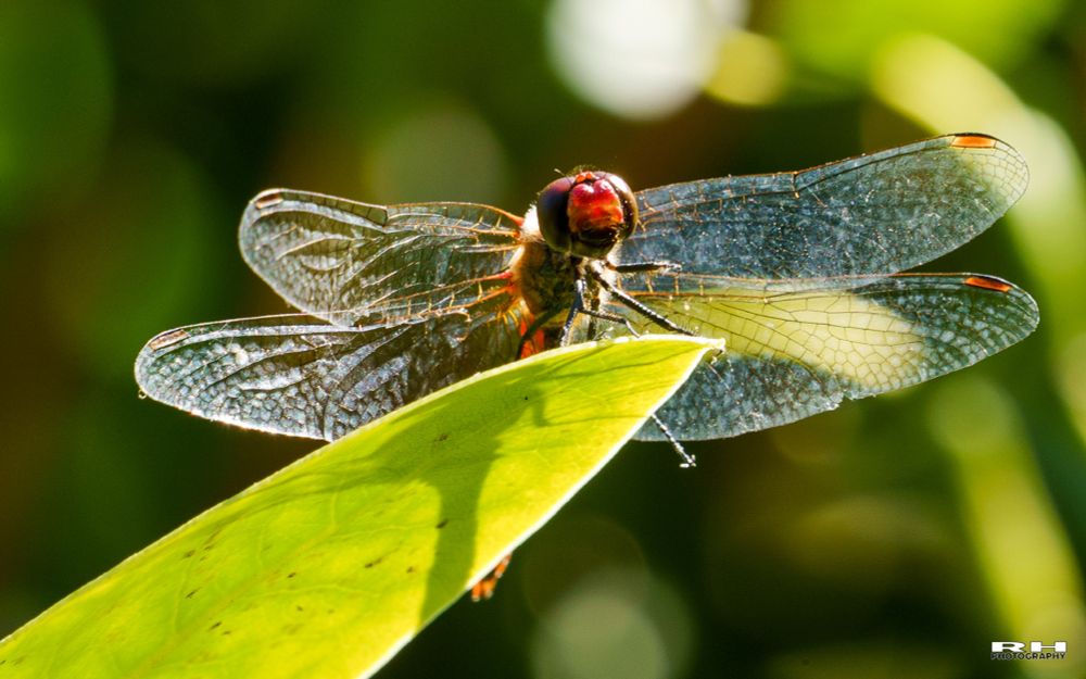 De bloedrode heidelibel (Sympetrum sanguineum) is een echte libel (Anisoptera) uit de familie van de korenbouten (Libellulidae).

De libel is in grote delen van zijn areaal een algemene soort die te herkennen is aan de dieprode kleur, hoewel het niet de enige rode libel is. Het is met een spanwijdte tot 6 centimeter een middelgrote soort.

De bloedrode heidelibel komt voor in grote delen van Europa, waaronder België en Nederland. Het is een generalist die rond verschillende wateren leeft en een van de meest voorkomende heidelibellen (geslacht Sympetrum). 

(Deze wijsheid komt van Wikipedia af)