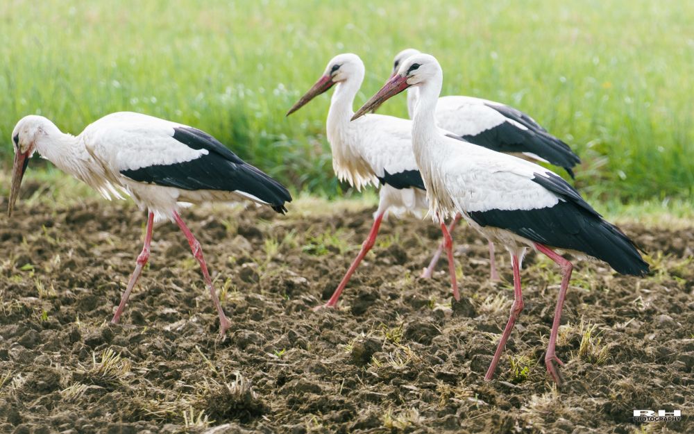 Ooievaars in een weiland in Hattigny, Frankrijk.