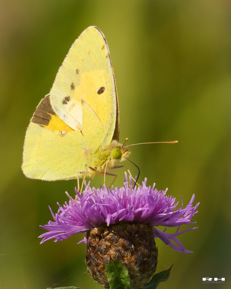De oranje luzernevlinder (Colias croceus) is een dagvlinder uit de familie Pieridae (witjes). De oranje luzernevlinder komt voor op klaver- of luzernevelden. De rupsen leven ook op talrijke andere soorten van de vlinderbloemigen. Het is een Midden- en Zuid-Europese soort die als trekvlinder ook noordelijker kan worden aangetroffen. In Nederland kunnen de aantallen per jaar heel verschillend zijn. De vliegtijd is van maart tot in november. (Bron: Wikipedia)