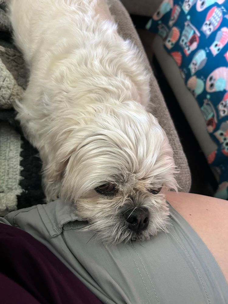 A small dog resting her head on her human’s leg.