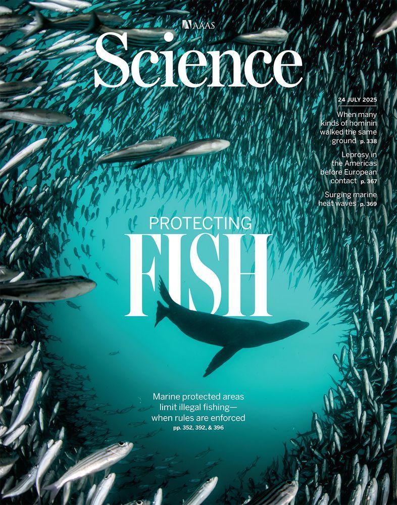 Underwater image of a sea lion hunting salema fish in the Galapagos Marine Reserve.
