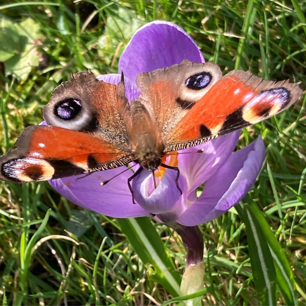 Ein zerfretteltes Tagpfauenauge saugt an einer Krokusblüte.