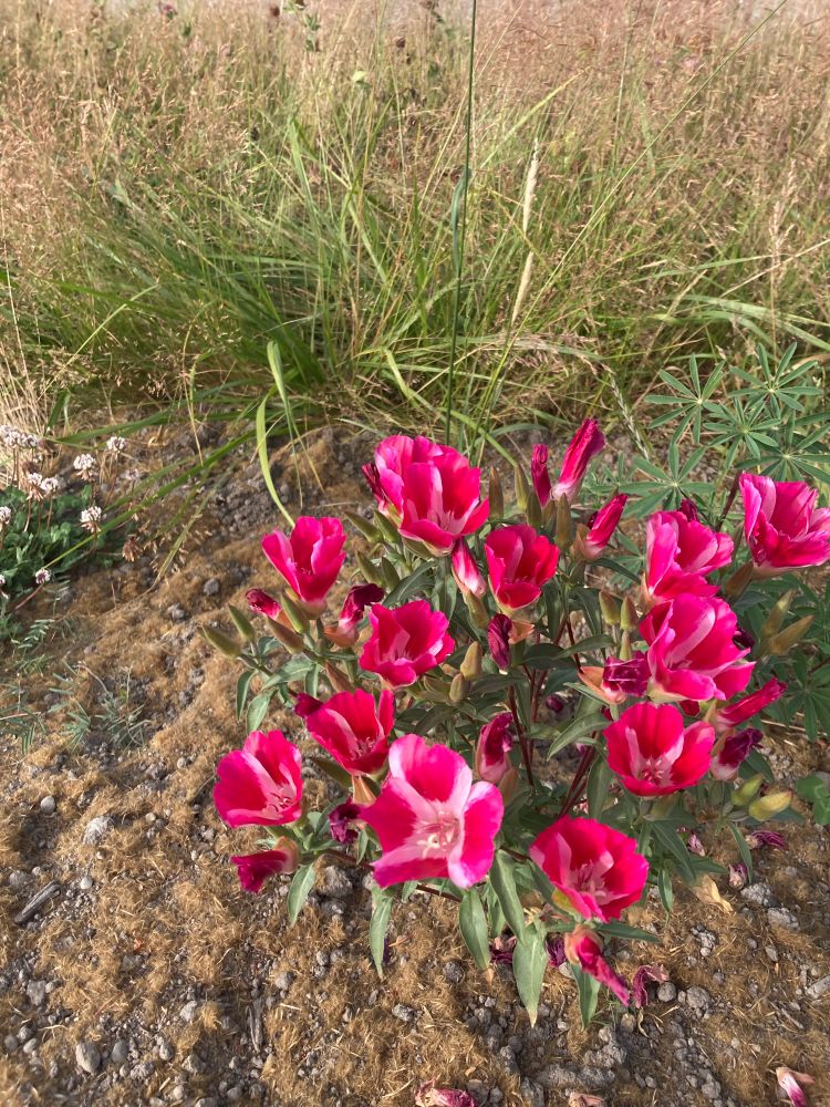 Bright pink poppy-like wildflowers in the fresh dirt beside Pipeline Trail bike path 