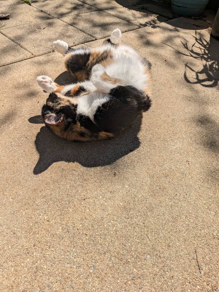 Pixel the cat rolling on the concrete.