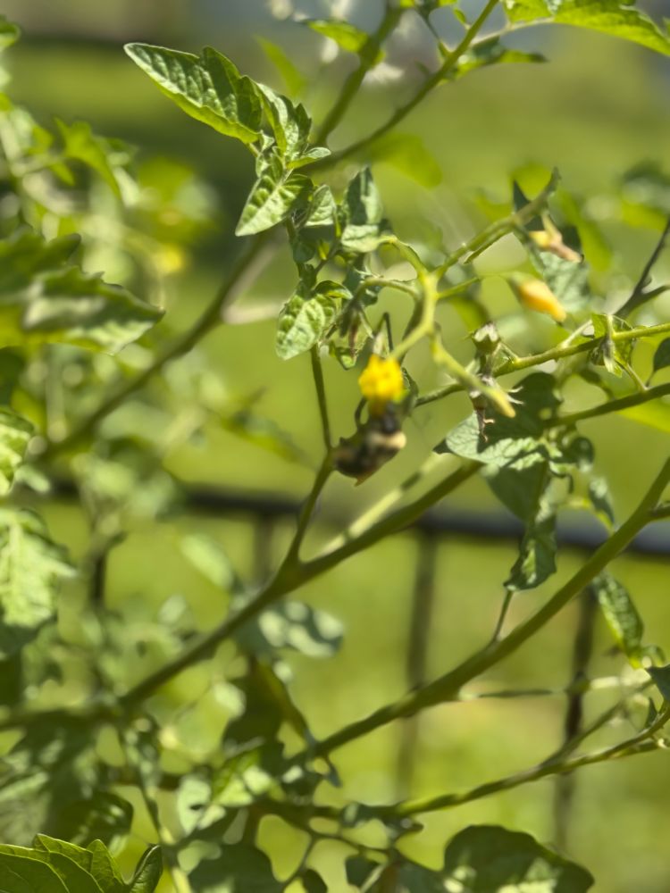 A bumble bee pollonating tomato flowers. 