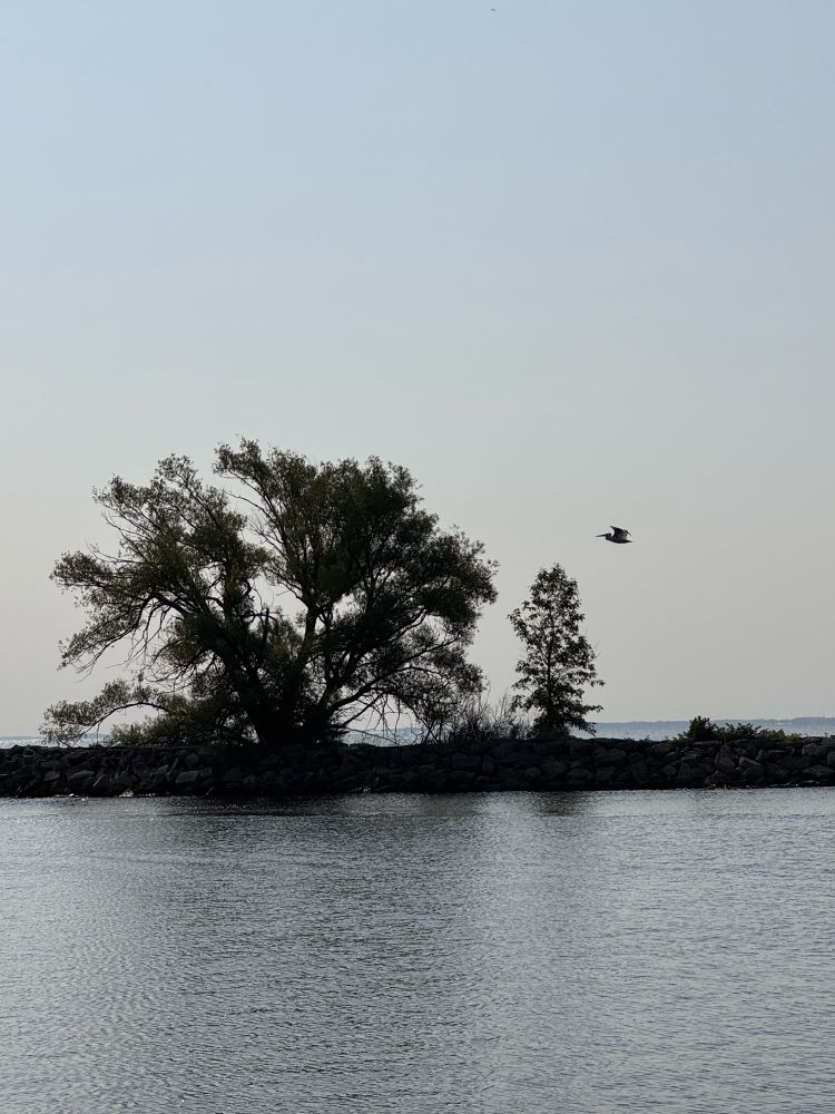 A large tree on a strip of land on the Green Bay 