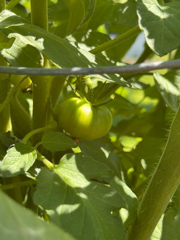 A beef steak tomato growing in a garden. 