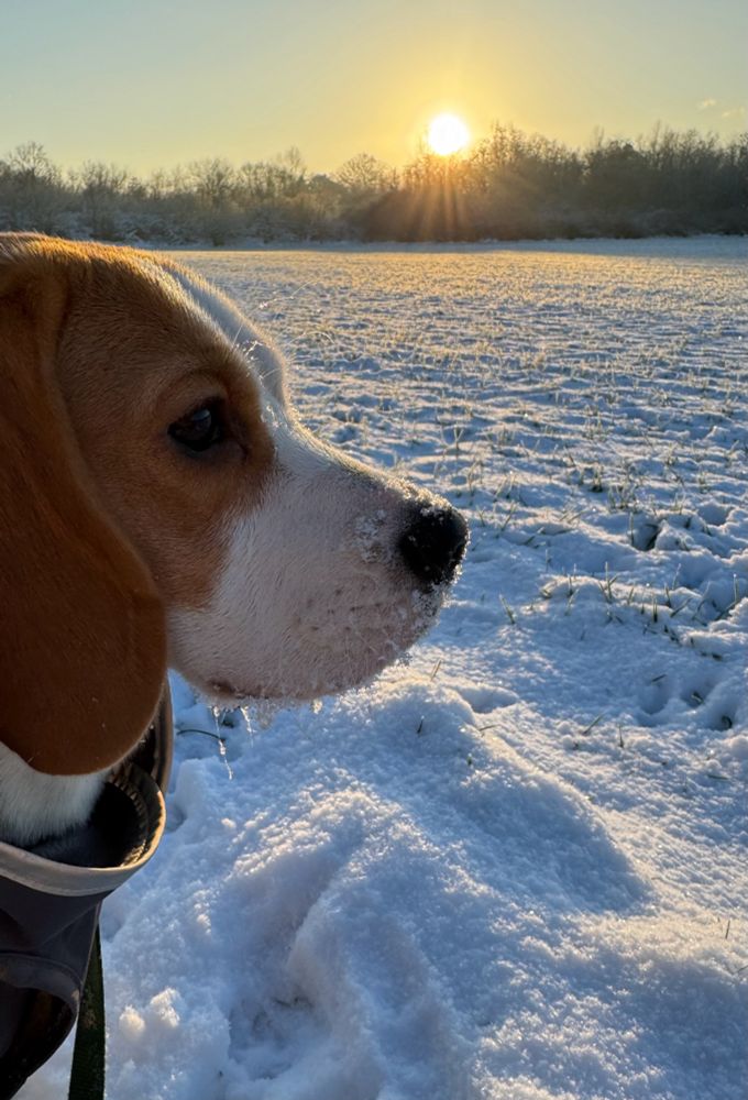 Beaglettenkopf mit Eisbart vor dem verschneiten Glitzerfeld in der Morgensonne