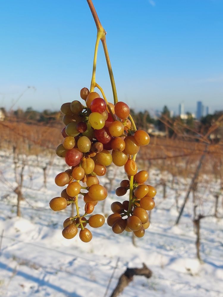 Weintrauben im ersten Schnee - Weinberg in Wien-Grinzing - im Hintergrund Hochhäuser an der Donau