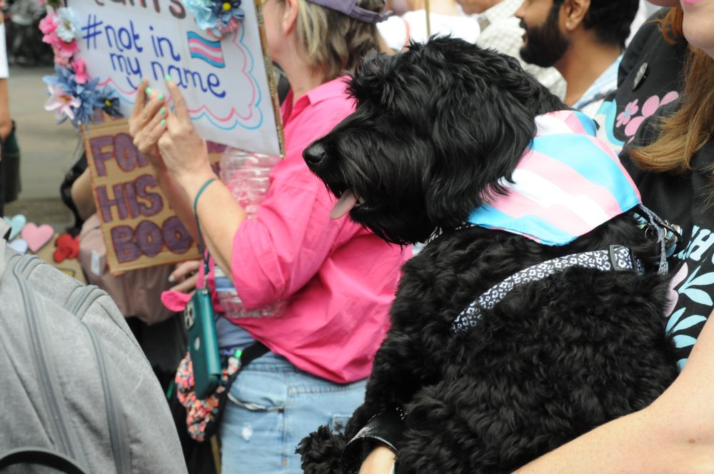 Black dog with trans pride bandana held in a crowd with sign that says #notinourname in the background