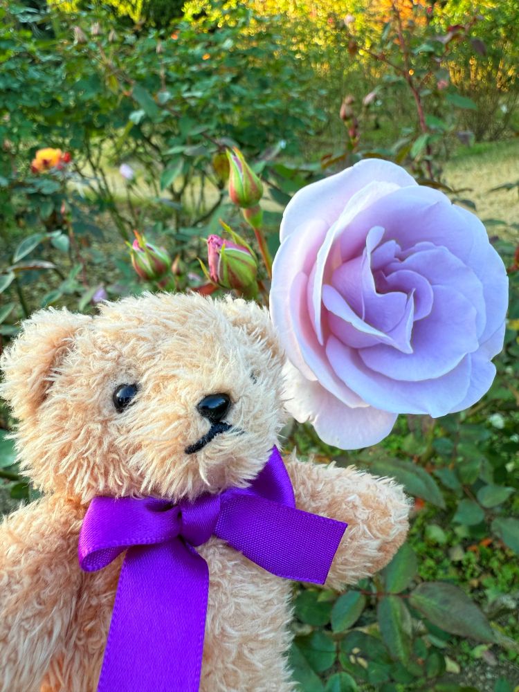 青いバラとシェーンコップテディベア