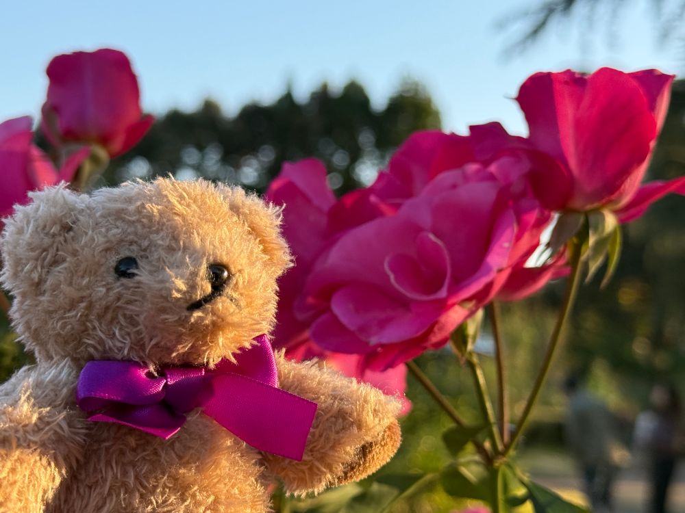 バラとシェーンコップテディベア