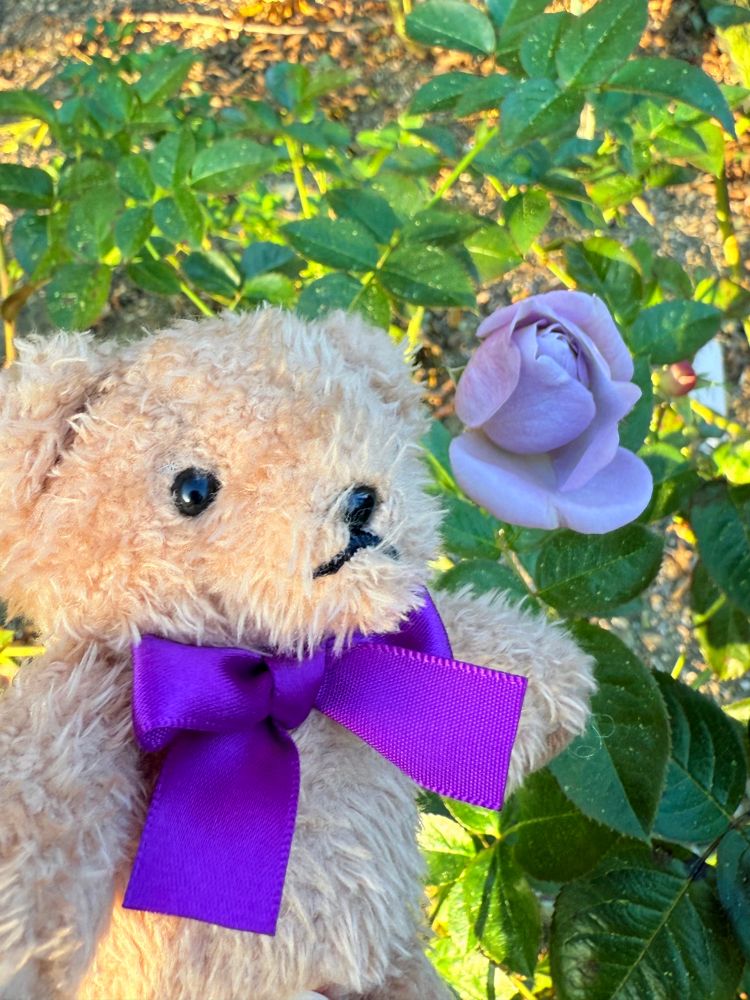 紫色に近い青いバラとシェーンコップテディベア