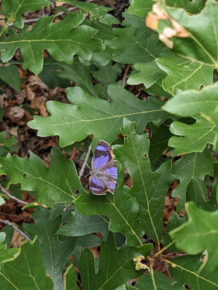 Purple and black butterfly on gamble oak leaves. 