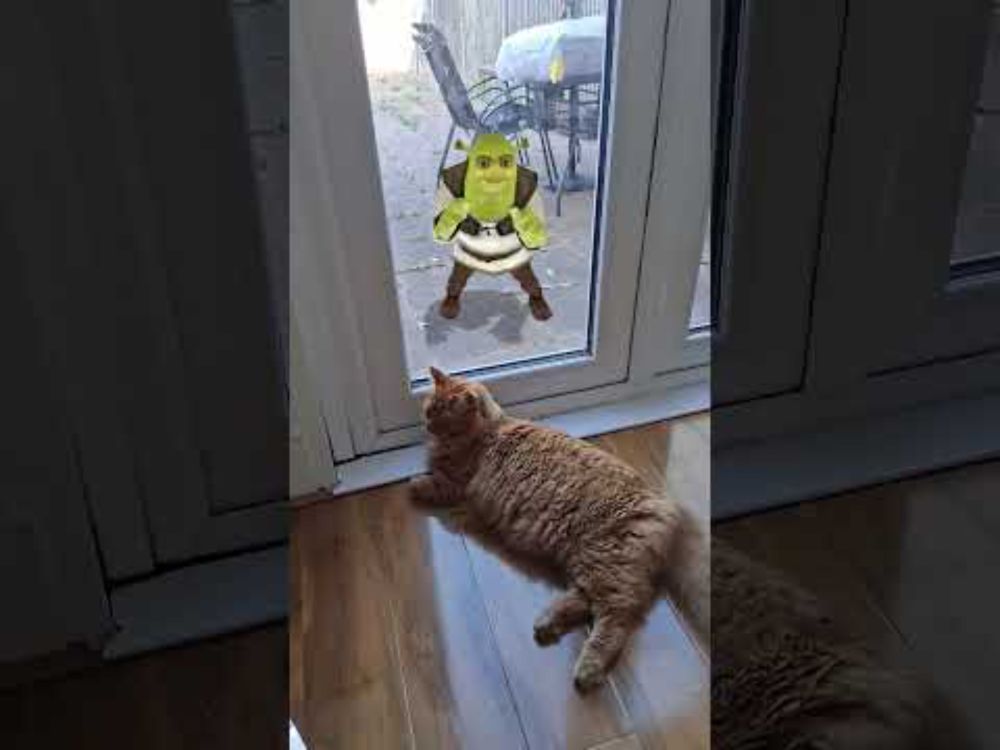 Shrekly Come Dancing: Orange Cat Special