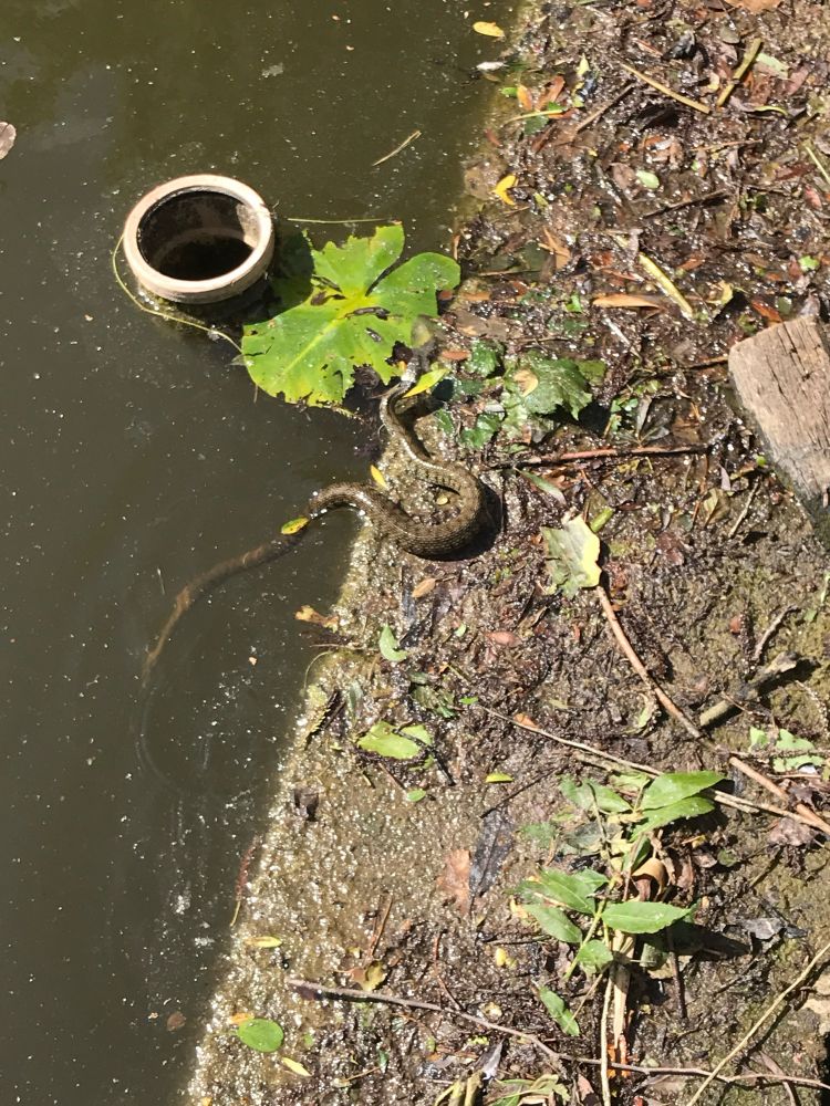 Grass snake in water 