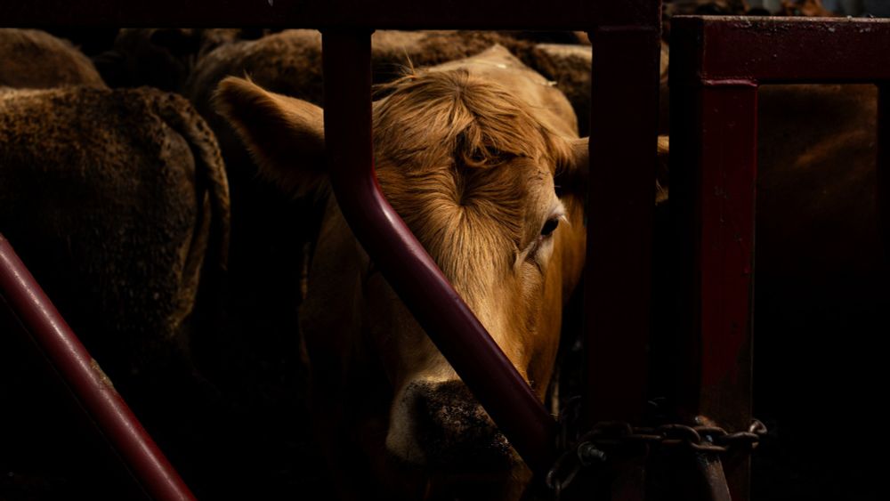 Something’s Poisoning America’s Land. Farmers Fear ‘Forever’ Chemicals.