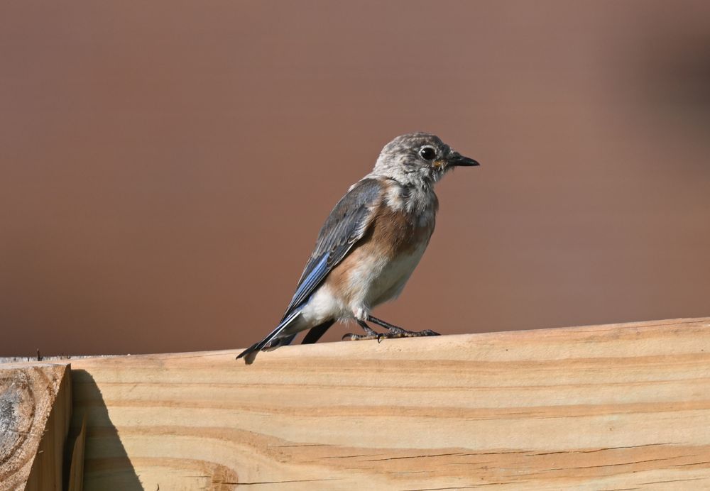Young Eastern bluebirds / Jeunes Merlebleus de l'est - Legacy Park, Decatur GA - 2025-09-02