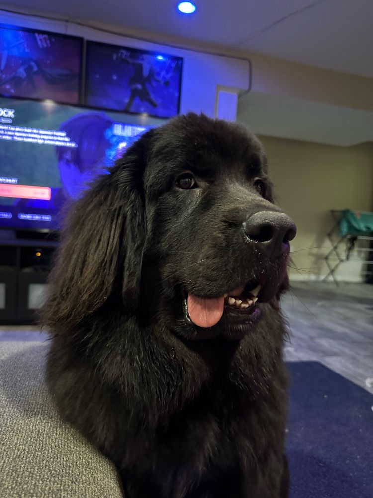 The most cutest Newfie puppy