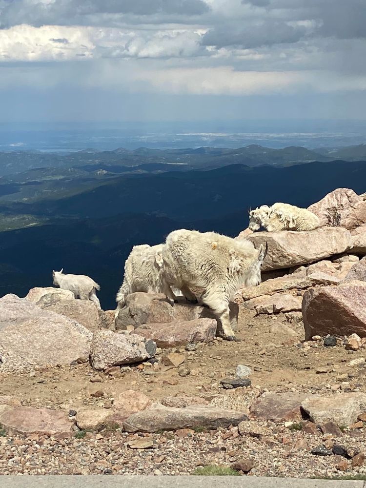 Rocky Mountain sheep on summit of Mt Blue Sky