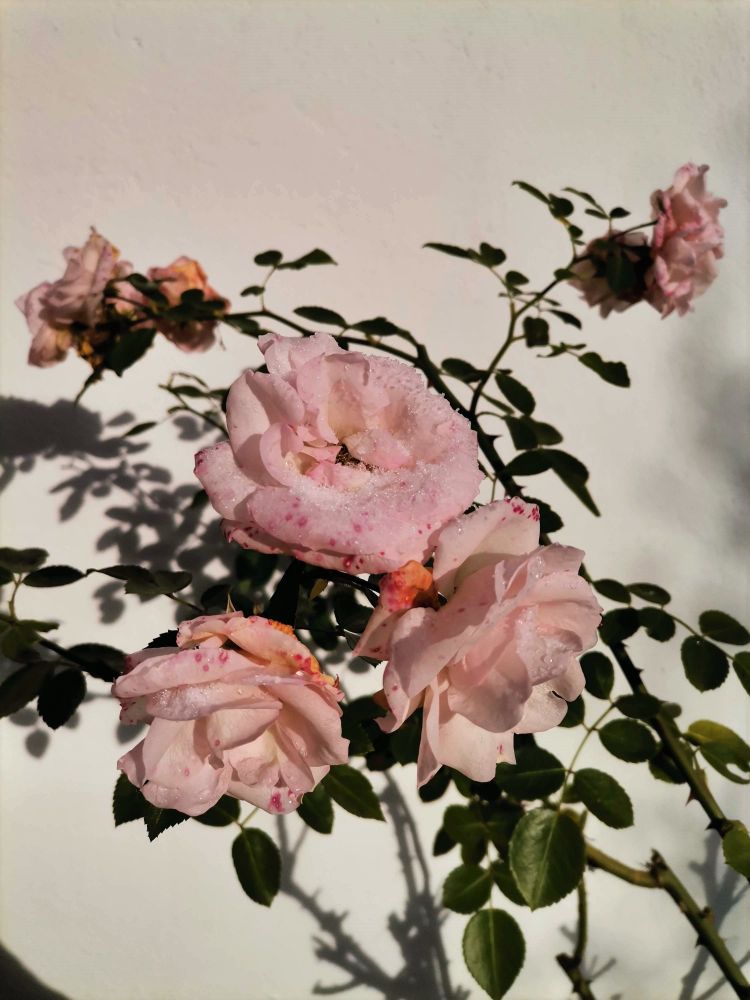 A Picture of soft-pink flowers which have a little bit of ice on the top. I cant tell which type of flower it is but i can tell, my grandmother did a lot for them <3