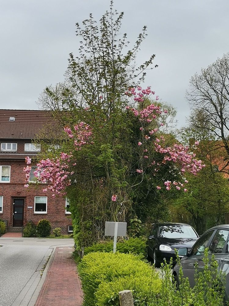 A photography made in germany. The main focus on the picture is a tree which is bright green, pretty tall. Randomly out of this green tree a cherry blossom tree grows with a bunch of branches in between. It kinda looks funky because you just see basically 4 round Bush-like cherry branches out of this big green tree.