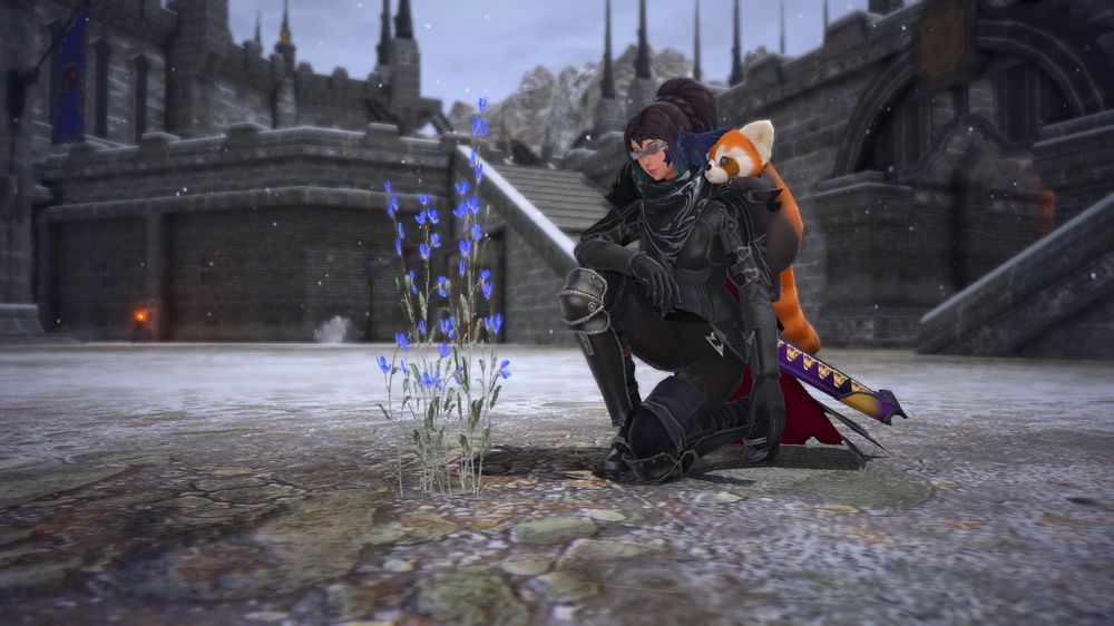 Girl in a full black outfit and a (inside) red cape kneeing on the snowy ground, holding one harm on her other knee. Shes looking at the only blue flower in the Area. She wars a ponytail, has light grey glasses and a red panda on her left shoulder
