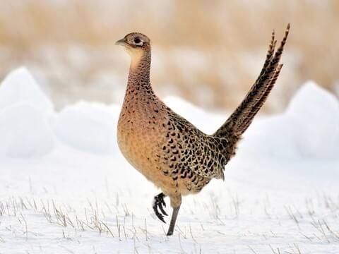 Photograph of a ring-necked pheasant hen standing on one leg in the snow. Her tail is pointed upwards, her posture suggests alertness.