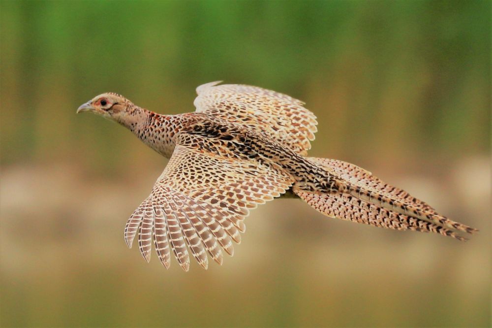 Photograph of a ring-necked pheasant hen in flight, moving left of viewer.