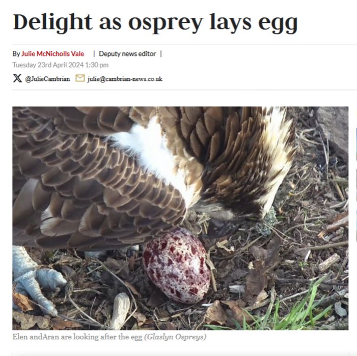 Screenshot of a Cambrian News headline reading "Delight as osprey lays egg". Photo shows an osprey standing and looking over a red-speckled egg with the caption "Elen and Aran are looking after the egg (Glaslyn Ospreys)"
