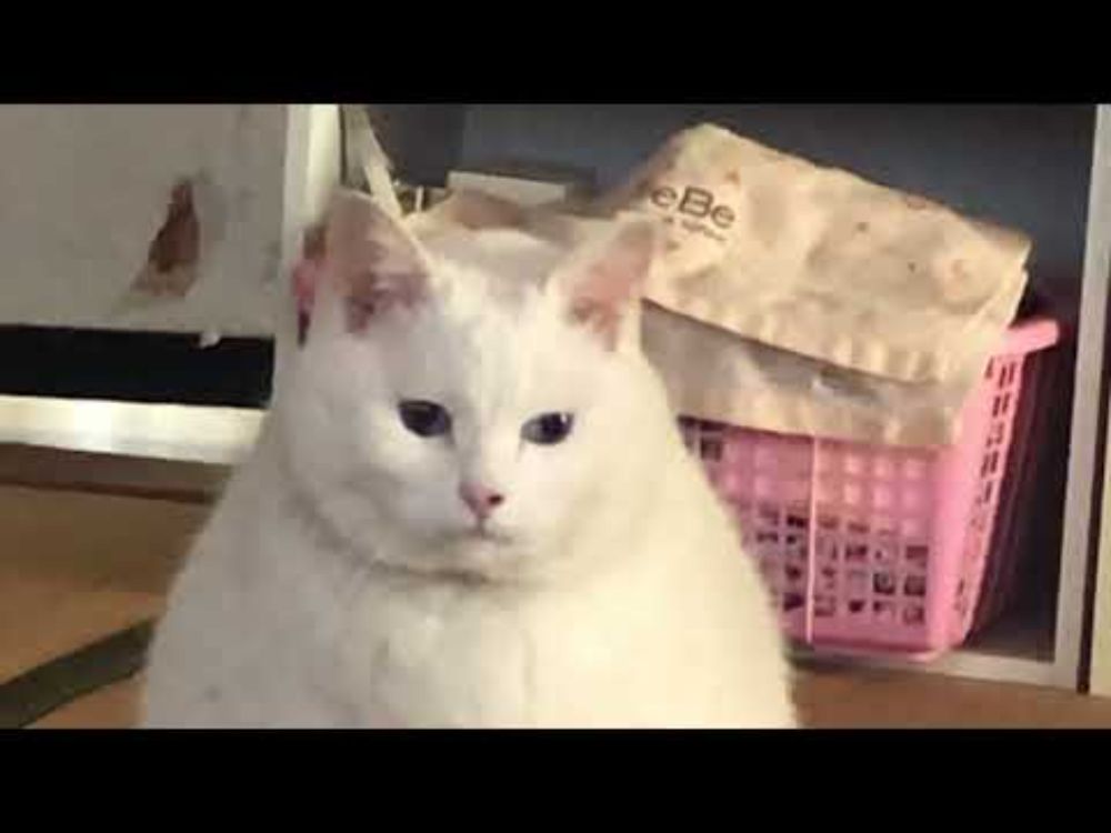 塩おむすび
