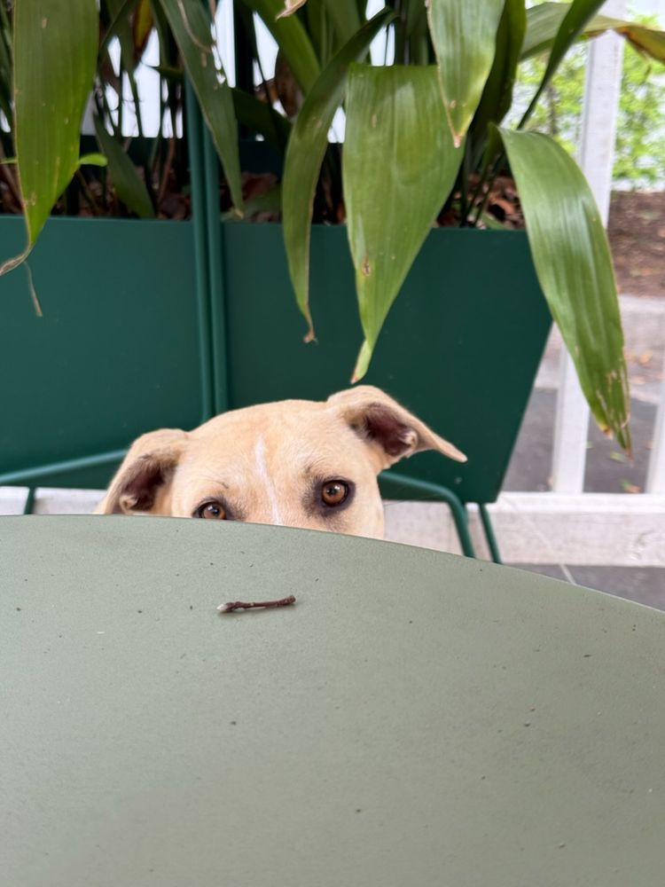 A tan dog poking her head up from under a table