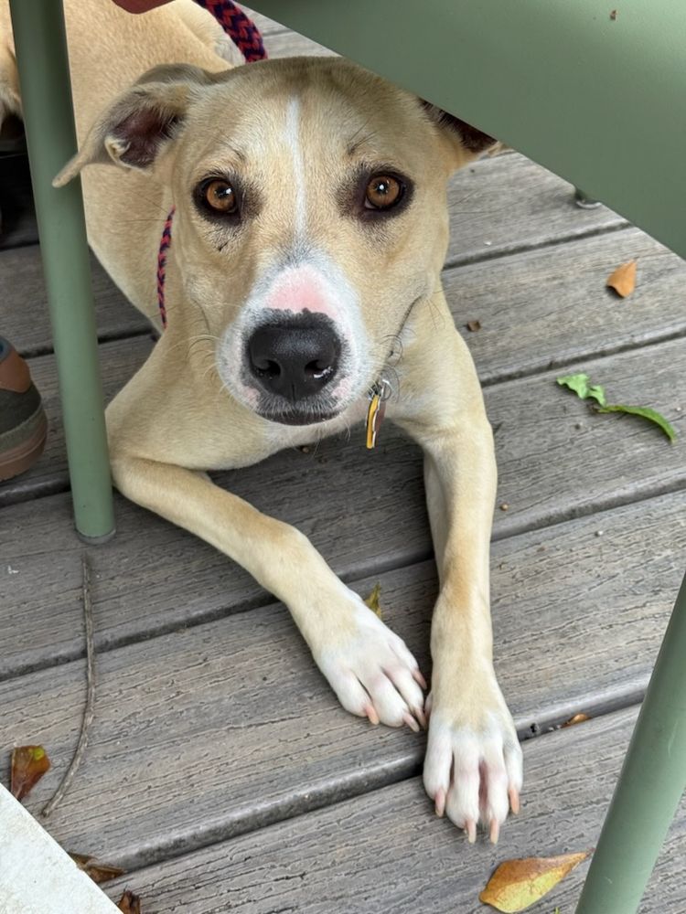 A smiling tan dog