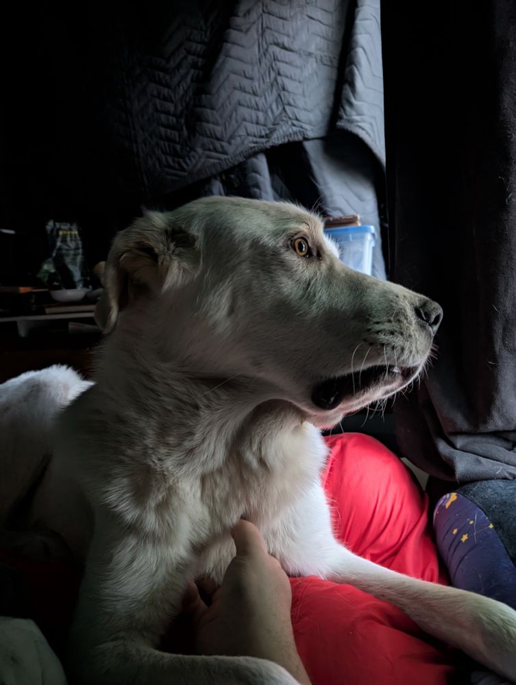 Stinson the Great Pyrenees, in his dudgeon.