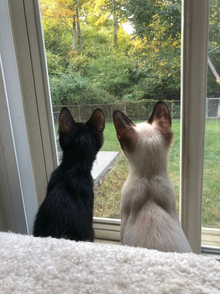 Two kittens sit at a screened window looking out at a yard beyond with ears perked high. The left cat sports all-black fur, while the right cat has his ears sporting a smoky black and the rest of his body is a cream color.