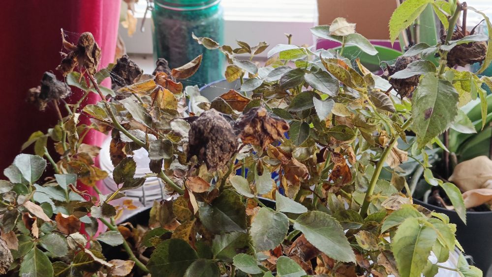 Yellow rose plant with webs on it and tiny tiny tiny spiders, I can't even see their legs that's how smol they are. They look like white dots 