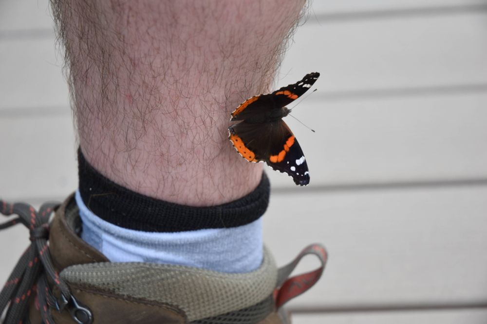 A black, white, and orange butterfly on a leg. Photo by @birdygesserit