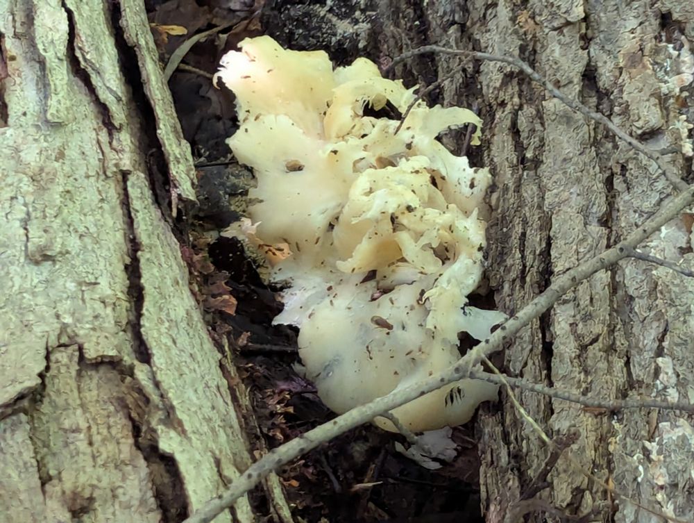 A large mass of fungus between two tree trunks.