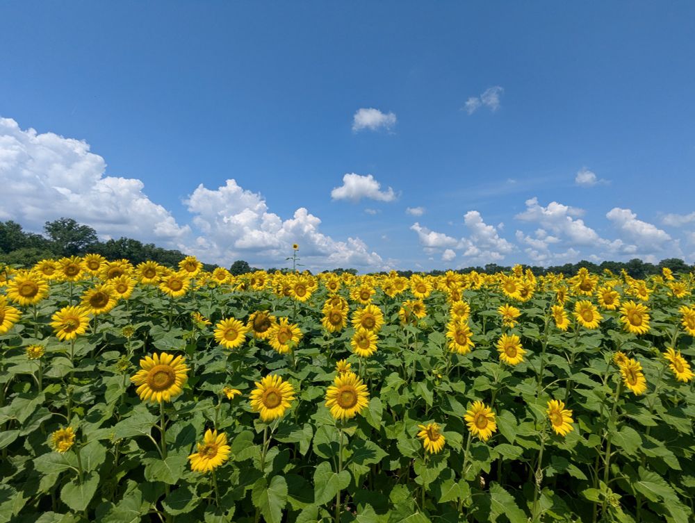 Sunflowers against a blue sky, a TALL sunflower can be seen faintly in the back 