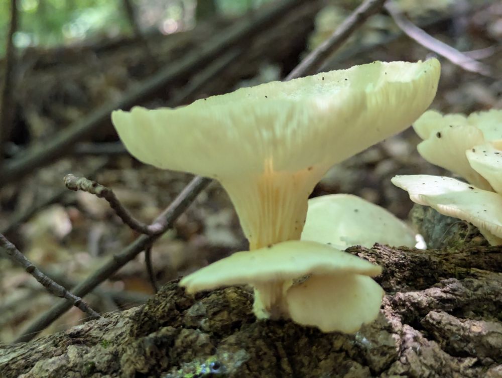 A white mushroom