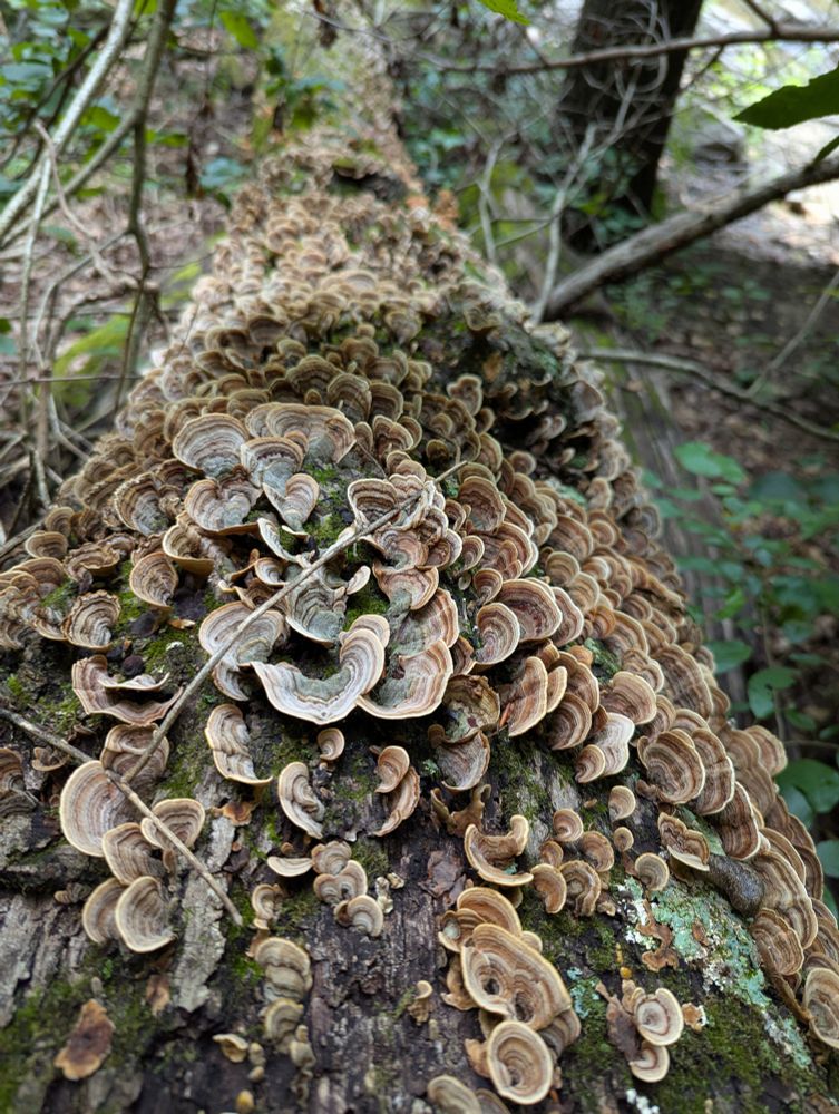 A log covered on fungus