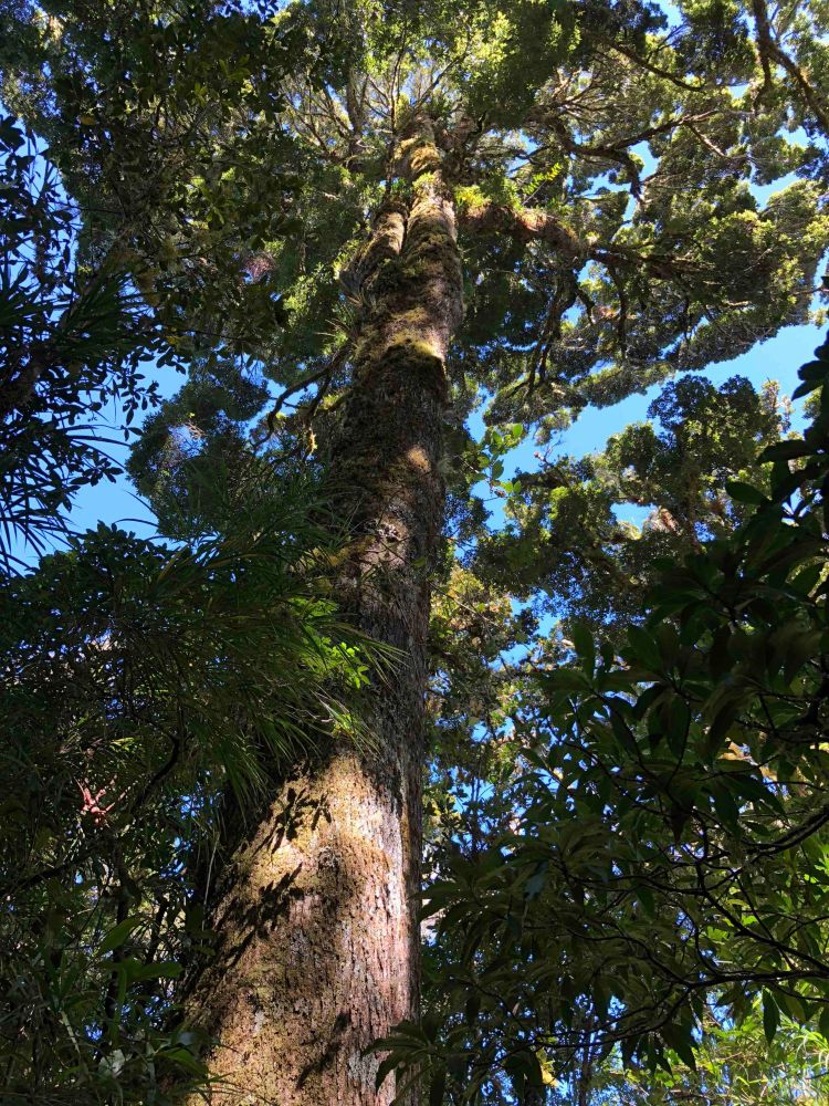 Quercus salicifolia tree - volcan Baru