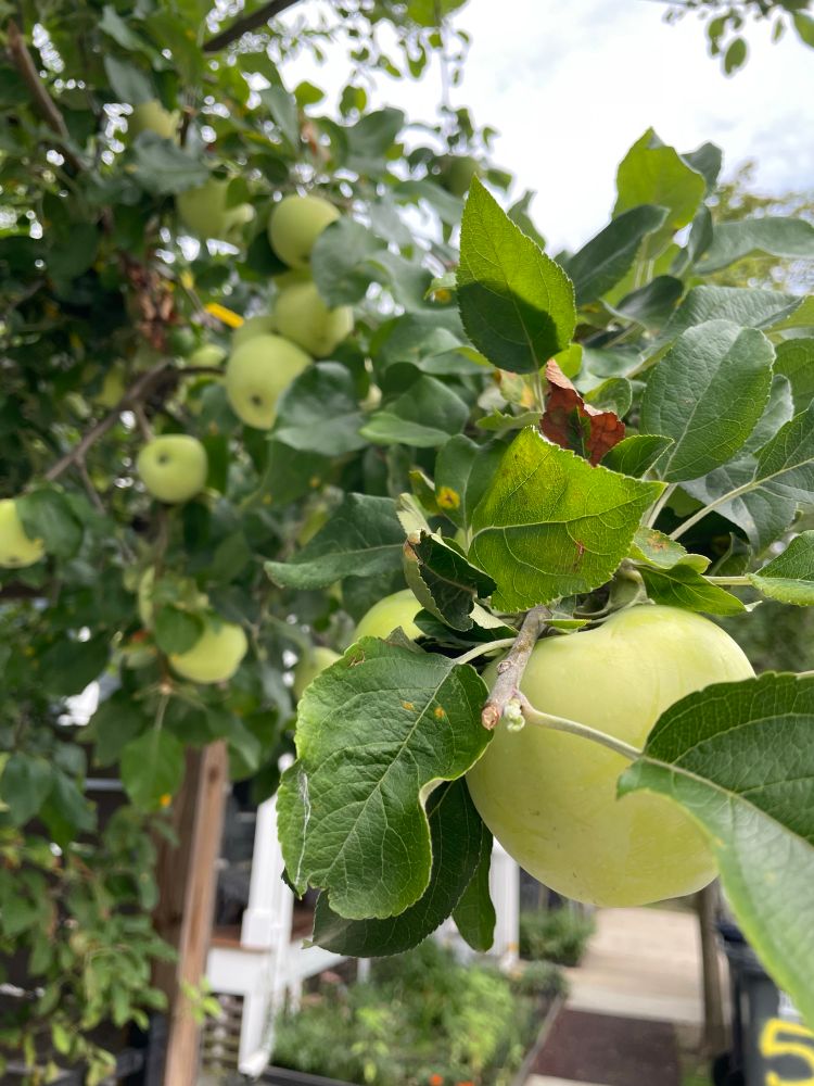 An apple tree laden with green apples