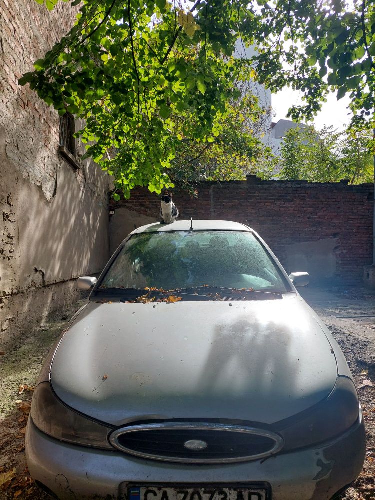 A cat with black and white coating sits ontop of a silver color car in the afternoon sun, the car is center frame so the cat looks small in the photo.