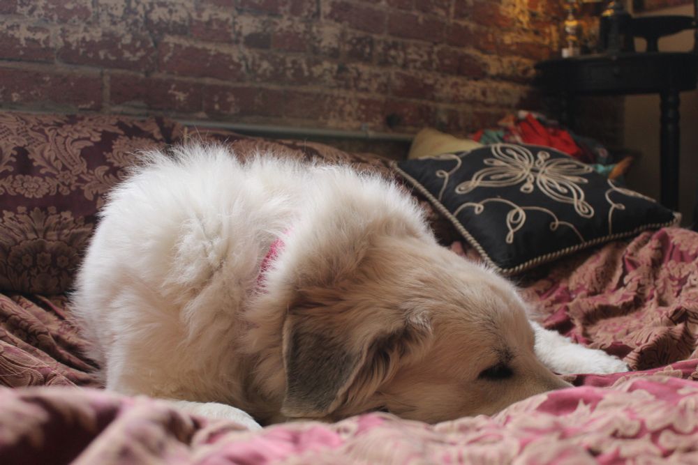 A Great Pyrenees laying down in the light