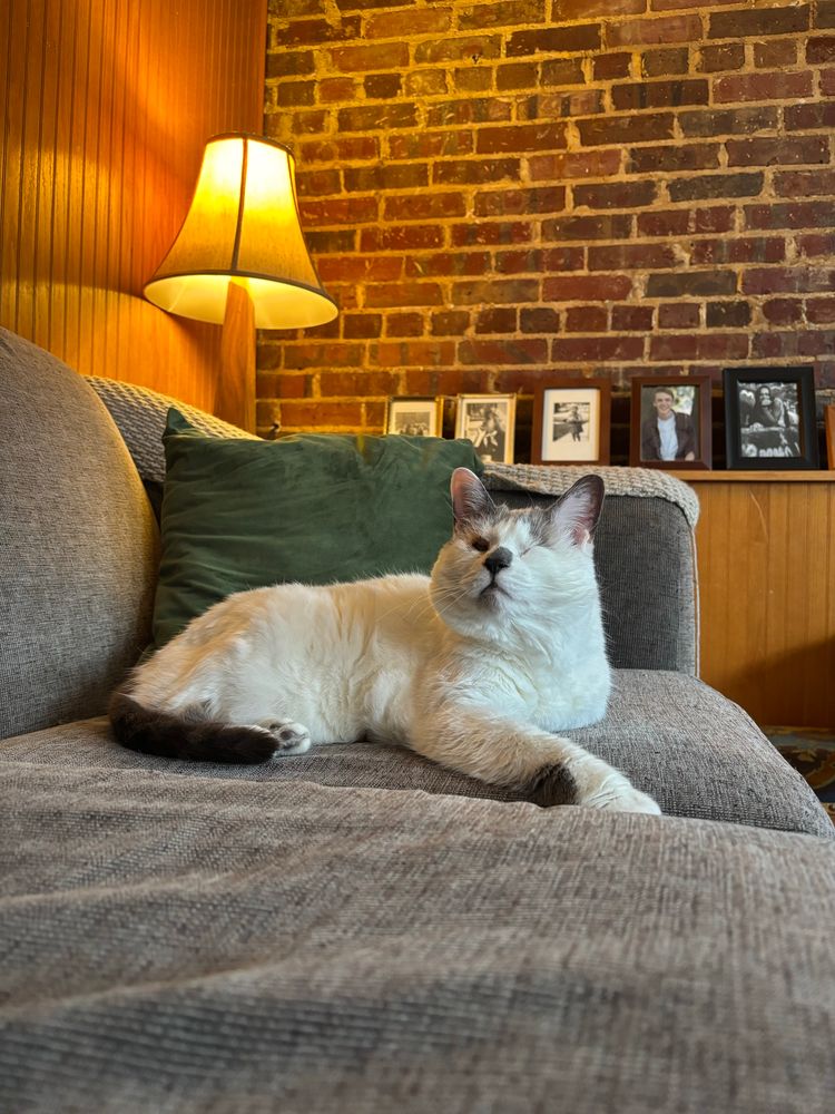 little white and gray cat lounging on a couch