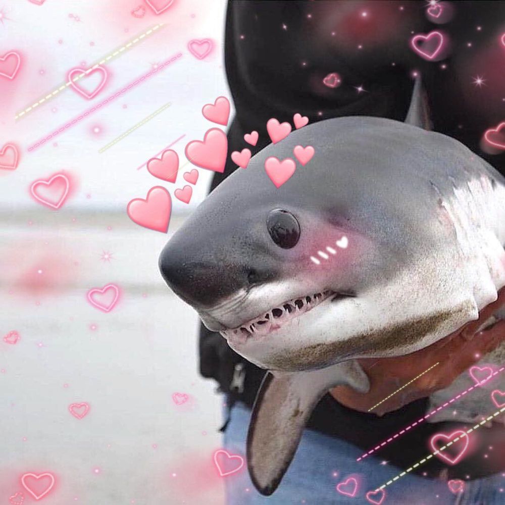 A small shark edited to have anime blush with several pink emoji hearts over its head and around the image