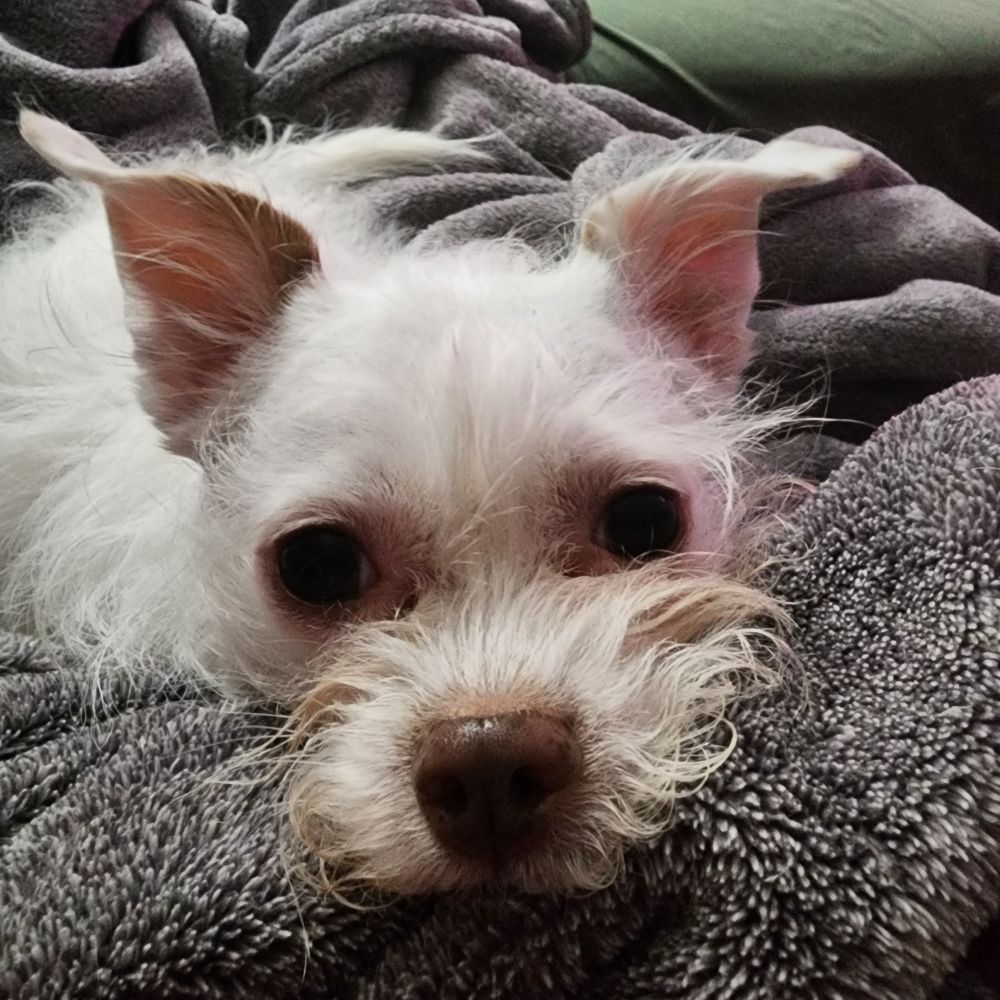 Deku, a small white chihuahua mix, in a gray blanket