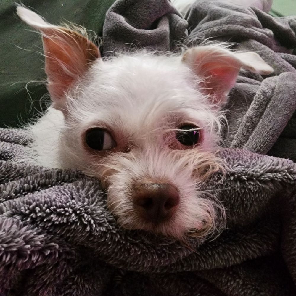 Deku, a small white chihuahua mix, in a gray blanket